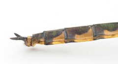 Hemicordulia armstrongi