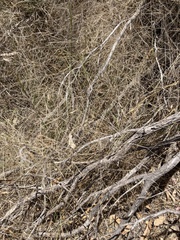 Austrostipa elegantissima