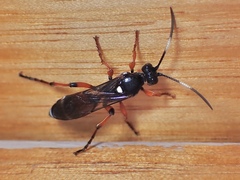 Ichneumon promissorius