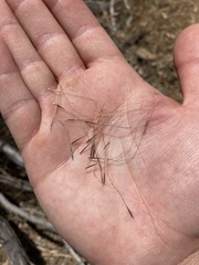 Austrostipa elegantissima