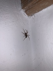 Liocranum rupicola