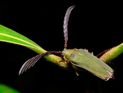 Rhipidocerus australasiae