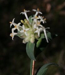 Pimelea brevifolia brevifolia