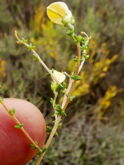 Aspalathus acuminata