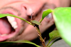 Rhipidocerus australasiae
