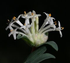 Pimelea brevifolia brevifolia