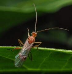 Meteorus pulchricornis
