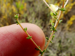 Aspalathus acuminata