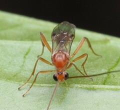 Meteorus pulchricornis