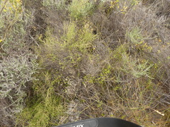 Aspalathus acuminata