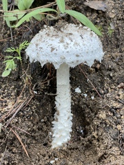 Amanita magniverrucata