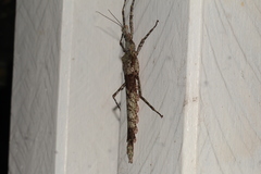 Xeroderus kirbyi