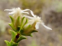 Euchaetis pungens