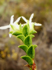 Euchaetis pungens