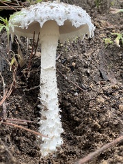 Amanita magniverrucata