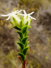 Euchaetis pungens