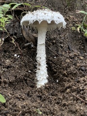 Amanita magniverrucata