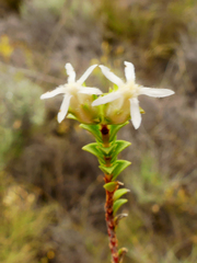 Euchaetis pungens