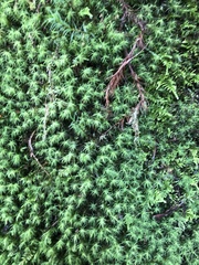 Polytrichastrum alpinum