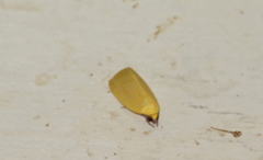 Earias