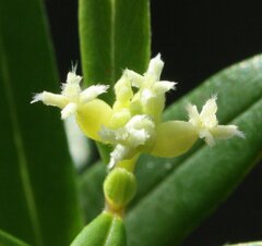 Pimelea clavata