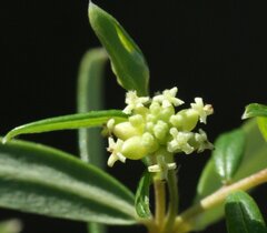 Pimelea clavata
