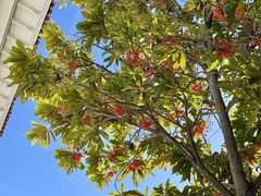 Stenocarpus sinuatus