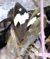 Heteronympha mirifica