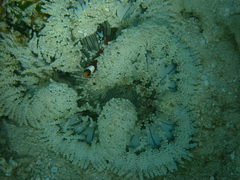 Heteractis aurora