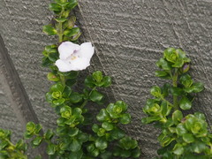 Prostanthera cuneata