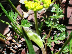 Lomatium sandbergii
