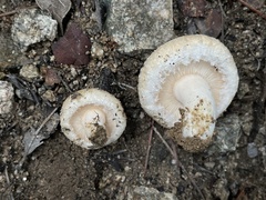 Lactarius pubescens