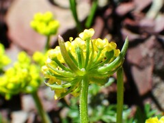 Lomatium sandbergii