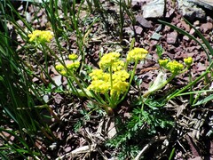 Lomatium sandbergii