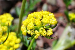 Lomatium sandbergii