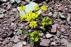 Lomatium sandbergii