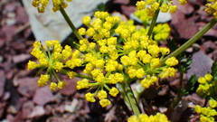 Lomatium sandbergii