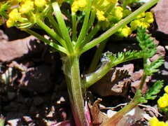 Lomatium sandbergii
