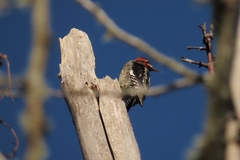 Sphyrapicus ruber × nuchalis
