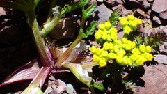 Lomatium sandbergii