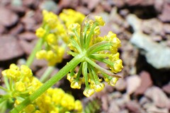 Lomatium sandbergii