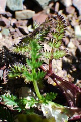 Lomatium sandbergii