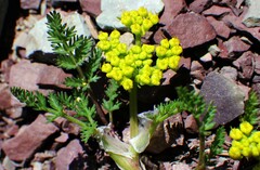 Lomatium sandbergii