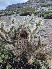 Cylindropuntia acanthocarpa acanthocarpa