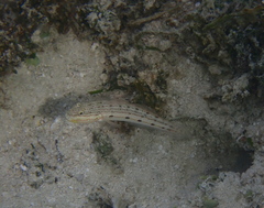 Valenciennea longipinnis