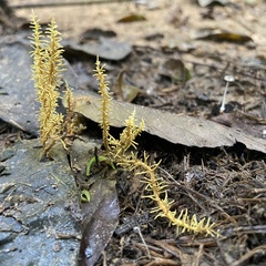 Penicilliopsis clavariiformis