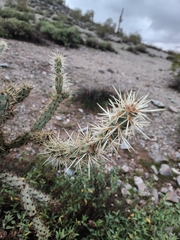 Cylindropuntia acanthocarpa acanthocarpa