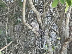 Sciurus yucatanensis