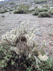 Cylindropuntia acanthocarpa acanthocarpa