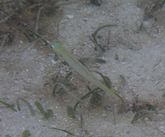 Ptereleotris microlepis